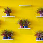 Las 3 plantas decorativas más populares en la actualidad