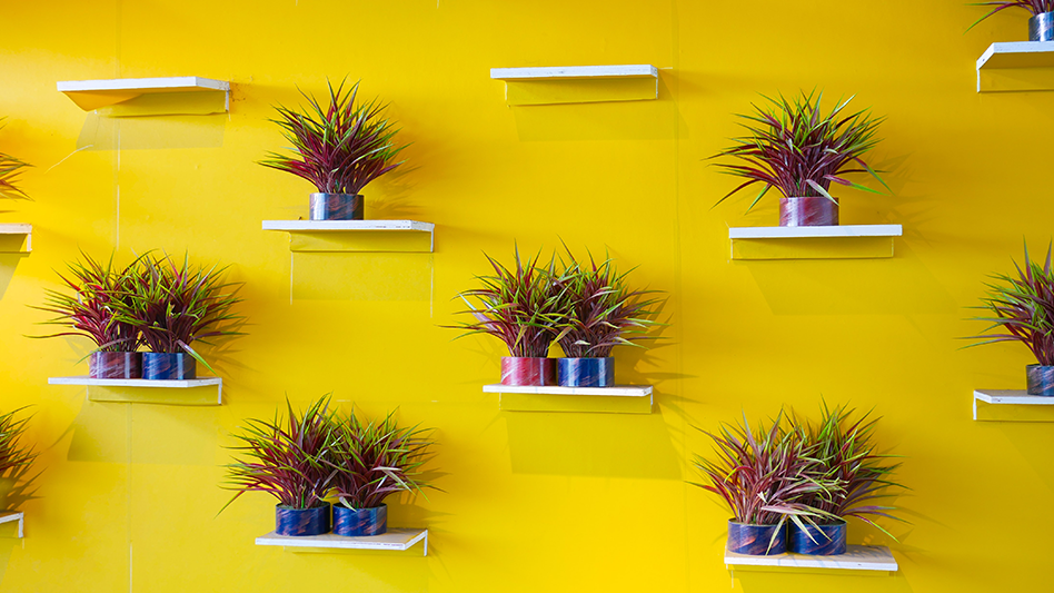 Las 3 plantas decorativas más populares en la actualidad