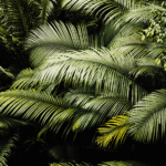 Importancia de las plantas y la vegetación: los 8 tipos en nuestro país