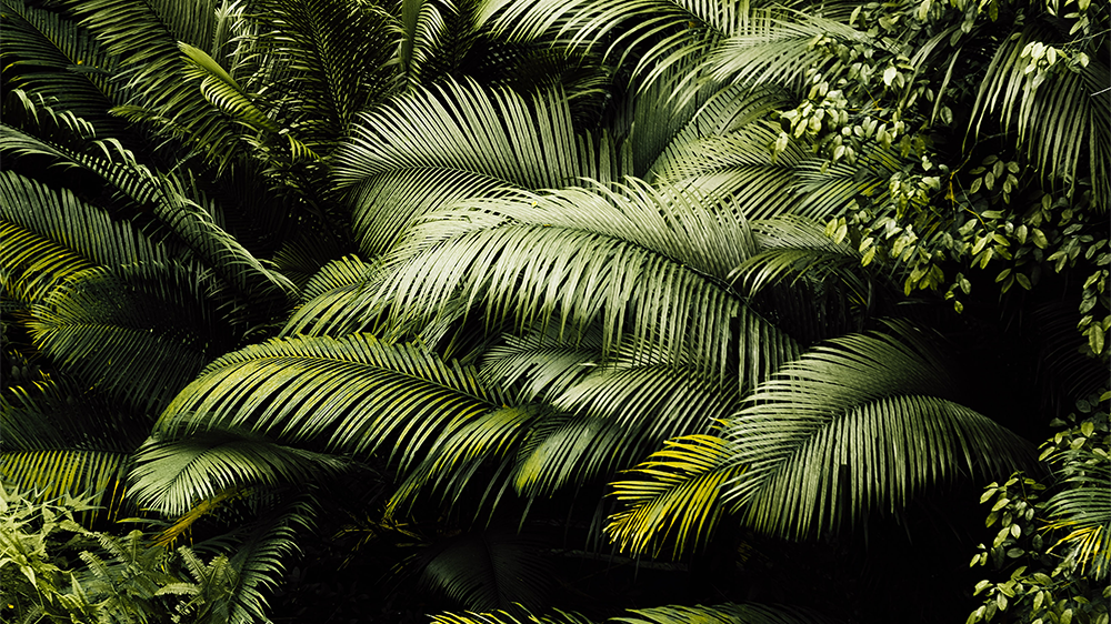 Importancia de las plantas y la vegetación: los 8 tipos en nuestro país